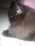 Blackie - Persian Cat