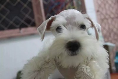 White Schnauzer - Schnauzer Dog