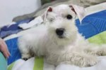 White Schnauzer - Schnauzer Dog