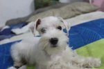 White Schnauzer - Schnauzer Dog