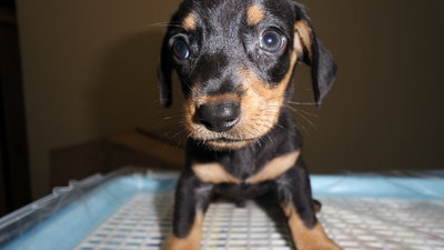 Black Tan Dachshund - Dachshund Dog