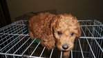 Red Toy Poodle - Poodle Dog