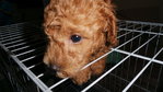 Red Toy Poodle - Poodle Dog