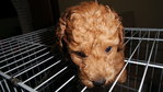 Red Toy Poodle - Poodle Dog