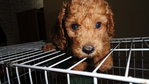 Red Toy Poodle - Poodle Dog