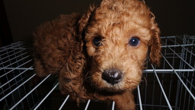 Red Fluffy Toy Poodle - Poodle Dog