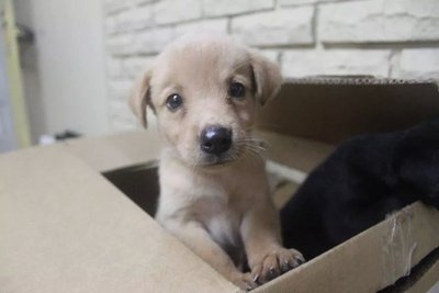 Cream Labrador Retriever - Labrador Retriever Dog