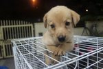 Cream Labrador Retriever - Labrador Retriever Dog