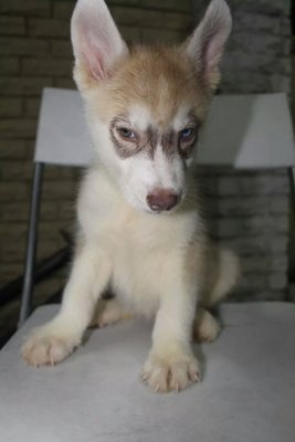 Copper Siberian Husky - Siberian Husky Dog