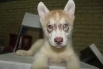 Copper Siberian Husky - Siberian Husky Dog