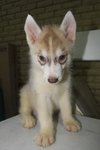 Copper Siberian Husky - Siberian Husky Dog