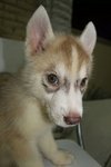 Copper Siberian Husky - Siberian Husky Dog