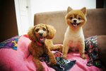 Ajino (On right) met my Moto, Toy Poodle 