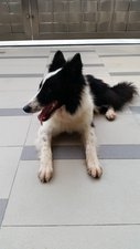 Bc - Border Collie Dog