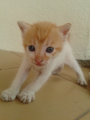 Two Kittens For Adoption - Persian Cat