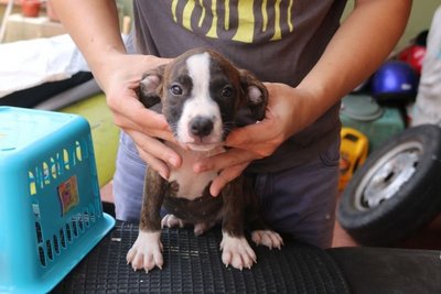 Pure American Bully Puppies - American Staffordshire Terrier + Pit Bull Terrier Dog