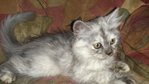 Unnamed - Persian Cat