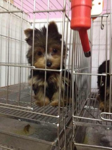 Teacup Yorkie Direct Taiwan - Yorkshire Terrier Yorkie Dog