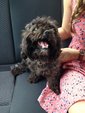 PF59841 - Shih Tzu Mix Dog