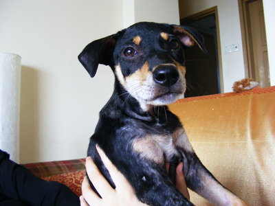 Polly - Mixed Breed Dog