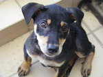 Polly - Mixed Breed Dog