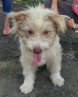 Ipoh - Lucky (Mixed Terrier) - Terrier Mix Dog