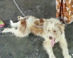 Ipoh - Lucky (Mixed Terrier) - Terrier Mix Dog