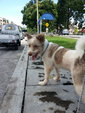 Ipoh - Lucky (Mixed Terrier) - Terrier Mix Dog