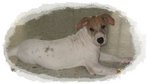 Pete - 4 Mths Old - Mixed Breed Dog