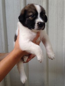 Beauty  - Mixed Breed Dog