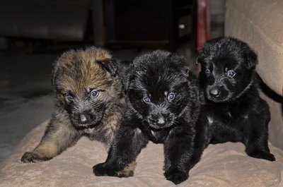 W/line German Shepherd Puppies - German Shepherd Dog Dog