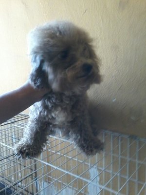 Sv Tiny Poodle Boy - Poodle Dog