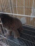 Sv Tiny Poodle Boy - Poodle Dog