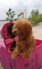 PF59901 - Poodle Dog