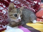 Comel - Domestic Short Hair Cat