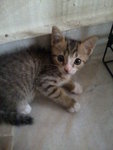 Comel - Domestic Short Hair Cat