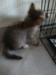 Comel - Domestic Short Hair Cat