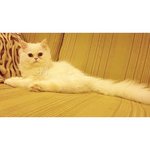 Derra Blusher - Persian + Domestic Long Hair Cat