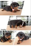 Big Bone Short Mouth Rottweiler  - Rottweiler Dog