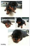 Big Bone Short Mouth Rottweiler  - Rottweiler Dog