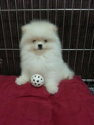 White Pomeranian - Pomeranian Dog