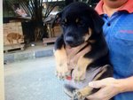 Hero - Rottweiler Mix Dog