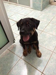 Hero - Rottweiler Mix Dog