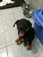 Hero - Rottweiler Mix Dog