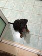 Hero - Rottweiler Mix Dog