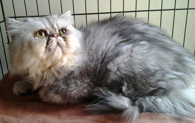 Bruno - Persian Cat