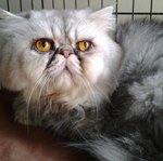 Bruno - Persian Cat