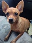 Lost Dog Found - Miniature Pinscher Dog