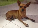 Lost Dog Found - Miniature Pinscher Dog