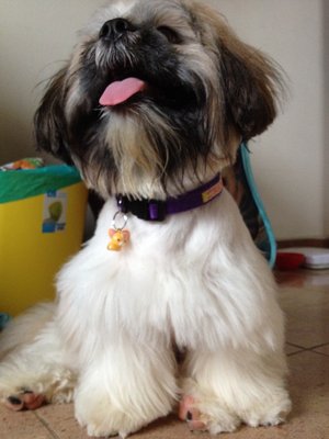 Cico - Shih Tzu Dog